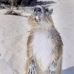 hutia_desmarest_chiq_jar_v_0128_cub2243.jpg